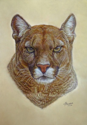 If Looks Could Kill -  55 hours
Brown Pastelmat Board
19.7" x 13.7"
Ref: My own photo